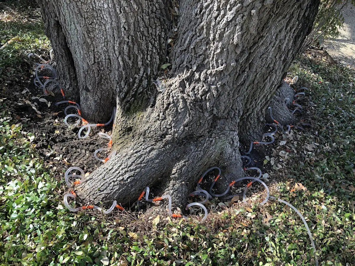 Detailed Tree Cabling and Bracing job site in Centertown