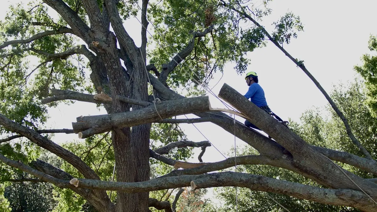Professional Hazardous Tree Removal performed by certified arborists in Centertown